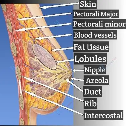 Anatomy of a breast.