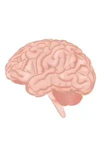 Human Brain