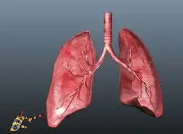 human lungs