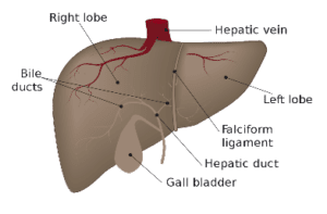 diagram of the liver