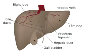 diagram of the liver