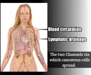 Channels via which cancer cells spread