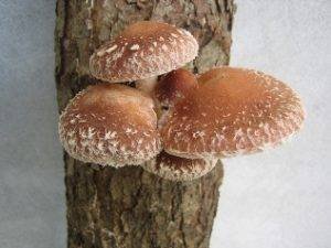 The Shiitake mushrooms