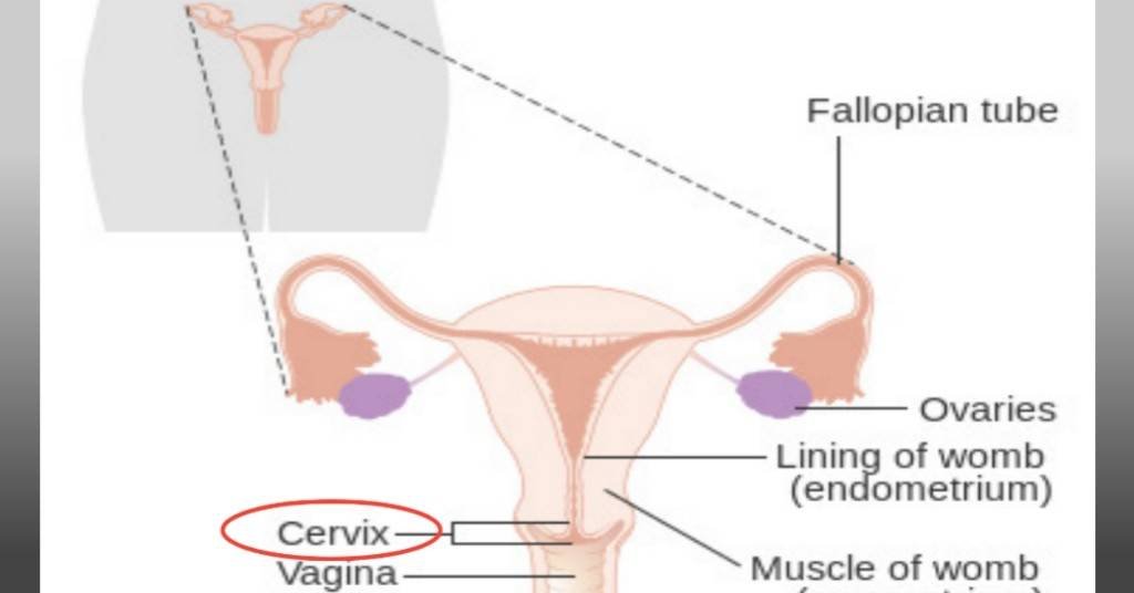 Diagram showing the position of the cervix in the female reproductive system.
