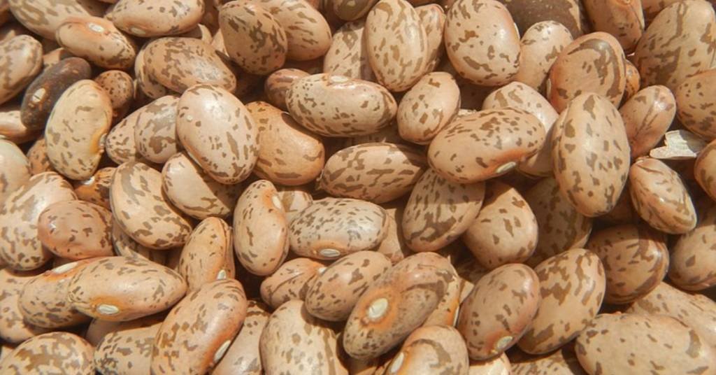 Nutrition facts for Pinto beans