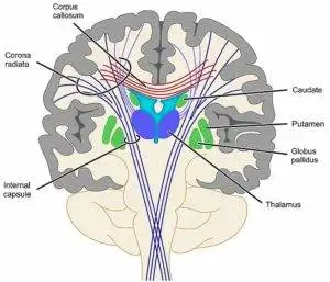 The internal capsule and decussation of brain nerve fibers.