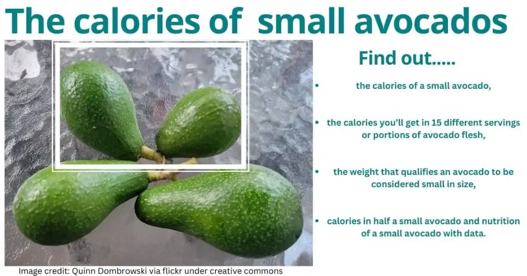 Calories of a small avocado. 1 Calories of a small avocado: Images of a large, medium, and two small avocados of 130g and 100g respectively.
