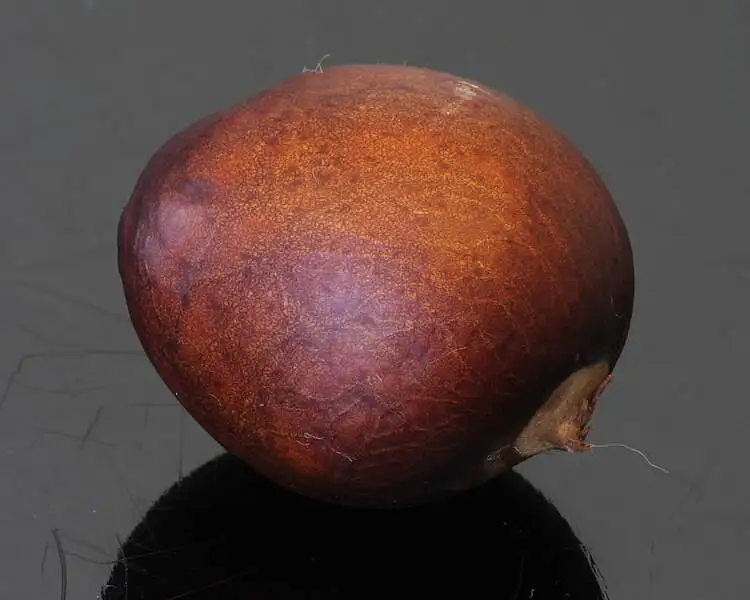 A fresh and unprocessed avocado seed