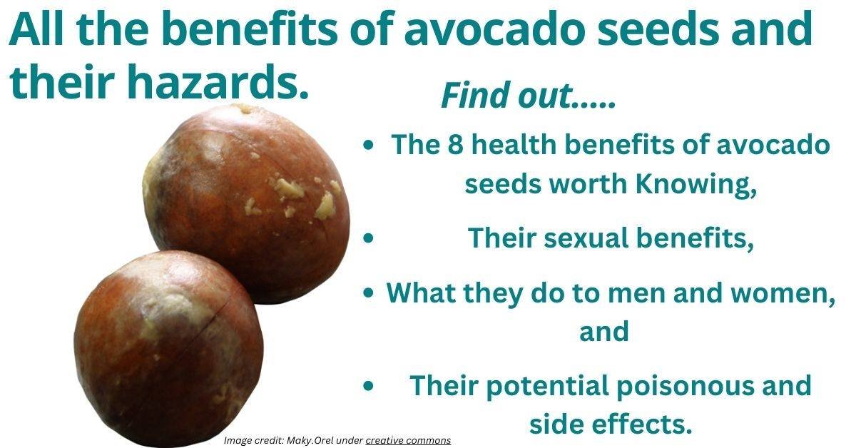 The benefits of avocado seed. Two Fresh avocado seeds.