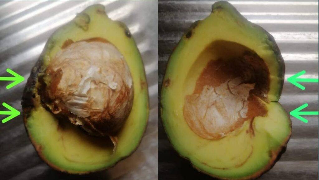 An image showing one half of a cut ripe avocado with a bad part due to penetrating external bruise before ripening and a second image showing the second half of the same avocado with the bad part cut off.