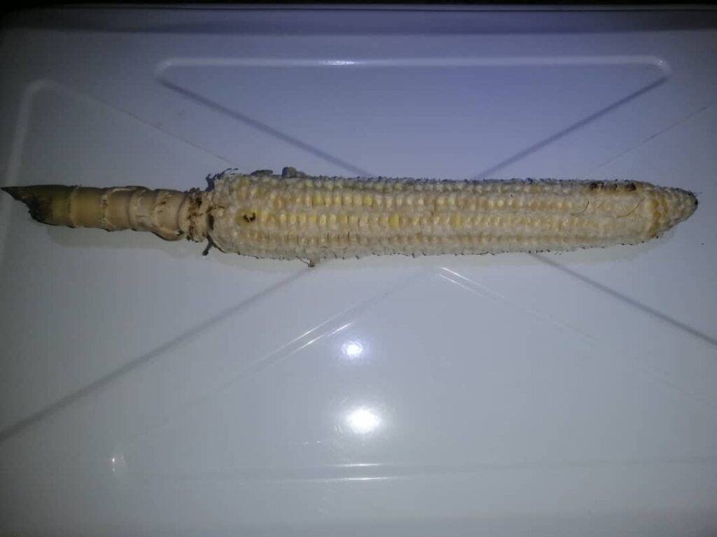 A corn cob with its shank